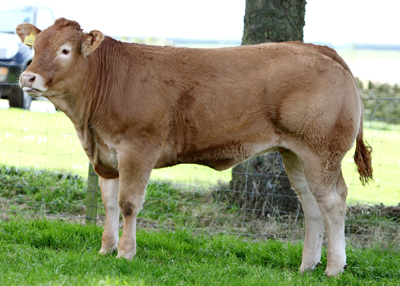 7327 Eryl
