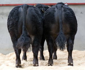 Emslies Black Limousin bulls for sale Carlisle May 2010