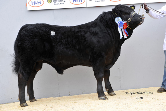 Emslies Limousin bulls for sale Carlisle May 2010