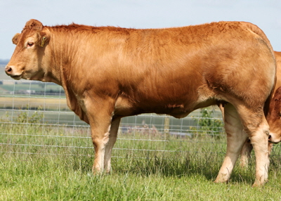 Procters Cavalier