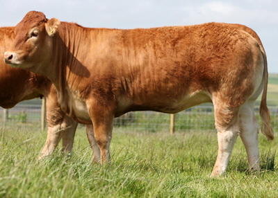 Procters Cavalier