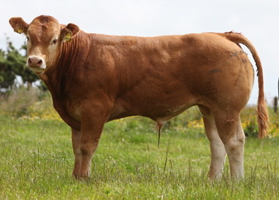 Procters Cavalier