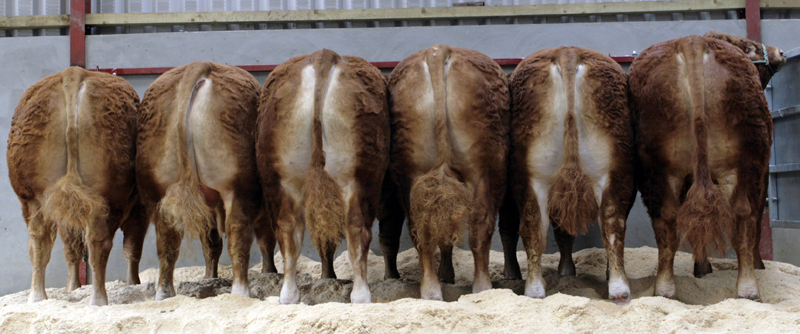Emslies Red Limousin bulls for sale Carlisle May 2010